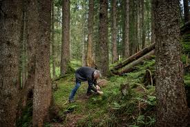 Edible Wild Plants: A Beginner's Guide to Foraging Safely